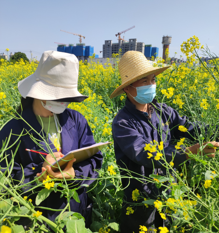 種業(yè)集團(tuán)：楊凌高科全力以赴開展油菜品種田間純度鑒定和“兩菜”市場調(diào)研活動(dòng)